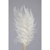 LACE FERN 16" x 6"  Bleached-